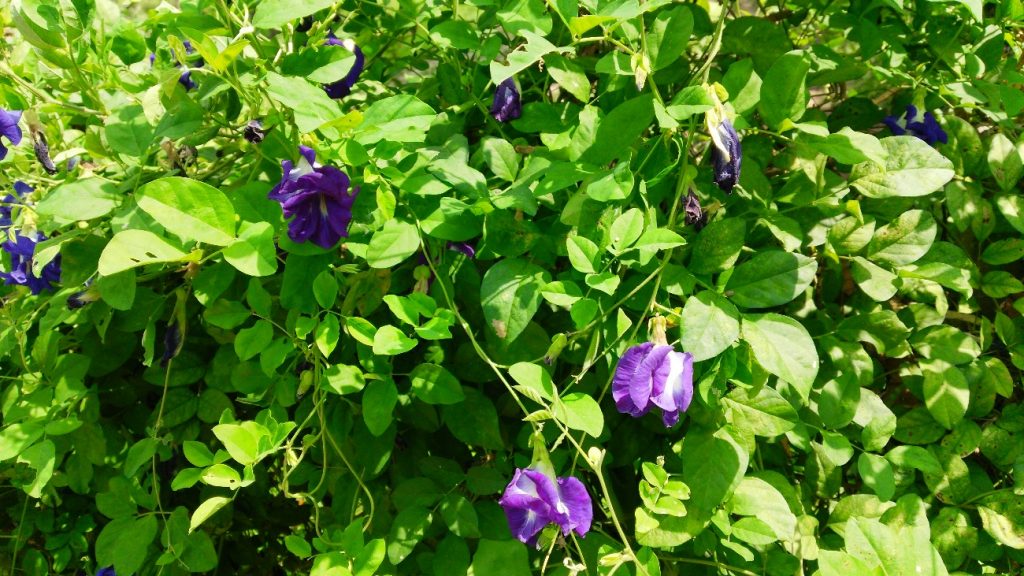 バタフライピーハーブの原料となる花